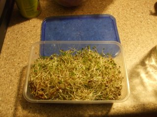 The Finished Product - Fresh Alfalfa Sprouts